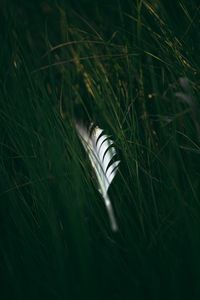 Preview wallpaper feather, macro, grass, green