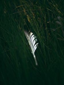 Preview wallpaper feather, macro, grass, green