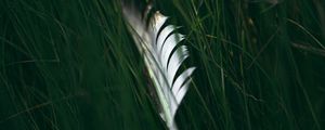 Preview wallpaper feather, macro, grass, green