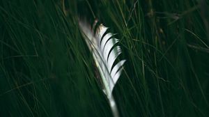 Preview wallpaper feather, macro, grass, green