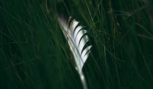 Preview wallpaper feather, macro, grass, green