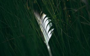 Preview wallpaper feather, macro, grass, green