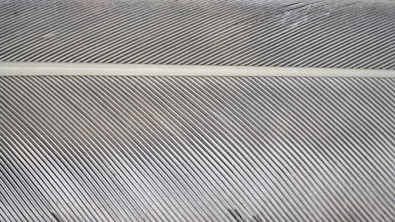 Wallpaper feather, macro, gray