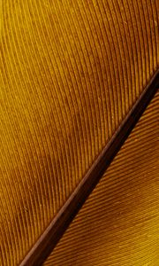 Preview wallpaper feather, macro, lines, stripes