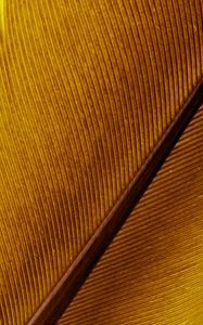 Preview wallpaper feather, macro, lines, stripes