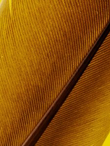 Preview wallpaper feather, macro, lines, stripes