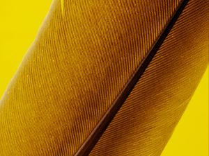 Preview wallpaper feather, macro, lines, stripes