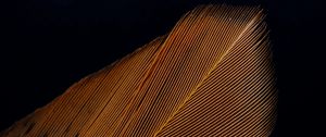 Preview wallpaper feather, macro, stripes, texture