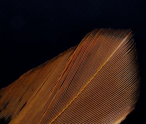 Preview wallpaper feather, macro, stripes, texture