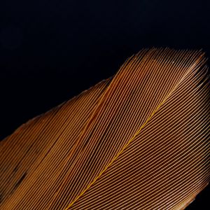 Preview wallpaper feather, macro, stripes, texture