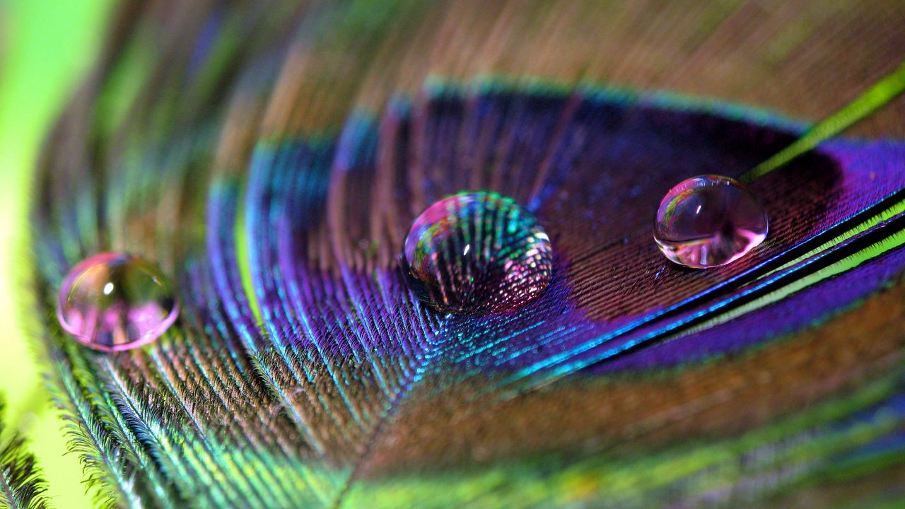 Wallpaper feather, peacock, drop, water, macro