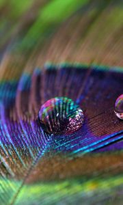 Preview wallpaper feather, peacock, drop, water, macro