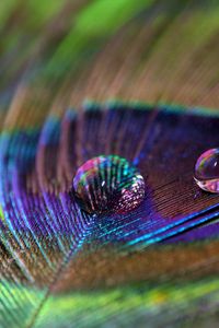 Preview wallpaper feather, peacock, drop, water, macro