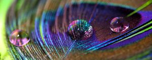 Preview wallpaper feather, peacock, drop, water, macro
