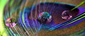 Preview wallpaper feather, peacock, drop, water, macro