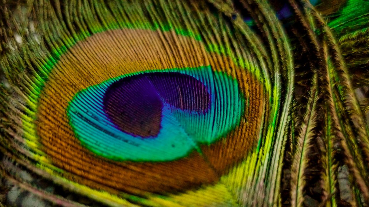 Wallpaper feather, peacock, macro