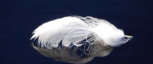 Preview wallpaper feather, reflection, surface, white, macro