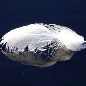 Preview wallpaper feather, reflection, surface, white, macro