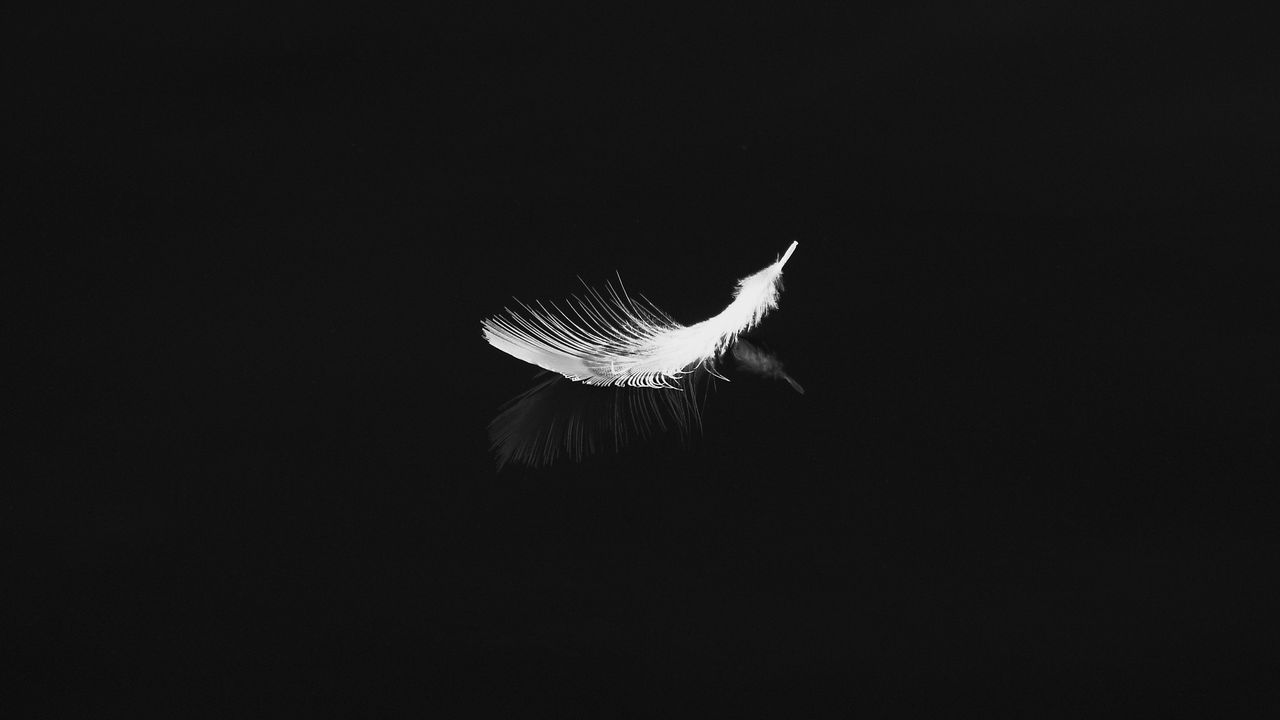 Wallpaper feather, reflection, white, bw, feathers