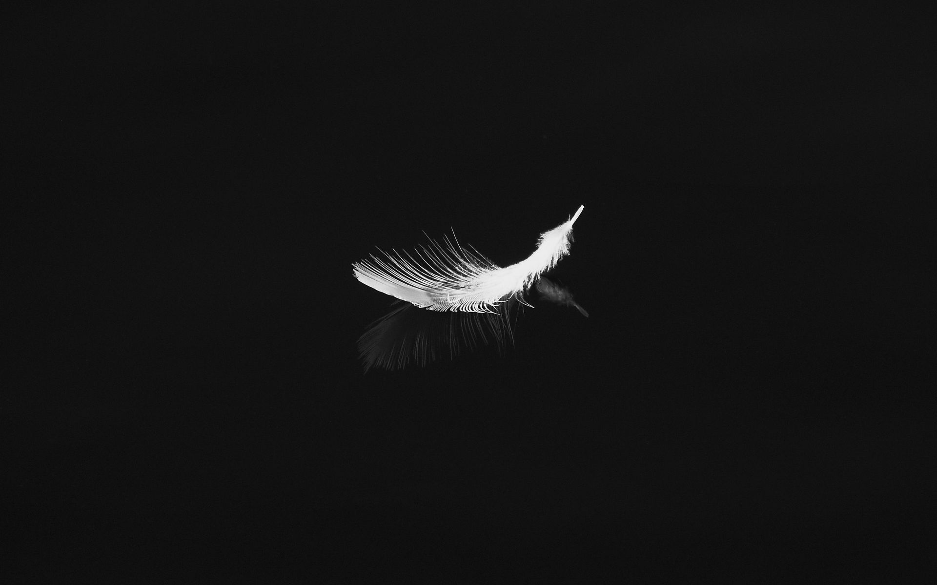 Download wallpaper 1920x1200 feather, reflection, white, bw, feathers ...