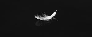 Preview wallpaper feather, reflection, white, bw, feathers