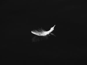 Preview wallpaper feather, reflection, white, bw, feathers