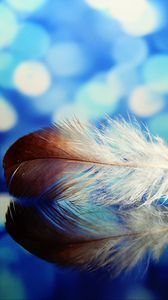 Preview wallpaper feather, reflections, close-up