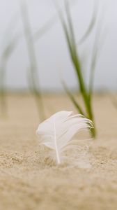 Preview wallpaper feather, sand, macro