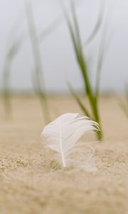 Preview wallpaper feather, sand, macro
