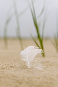 Preview wallpaper feather, sand, macro