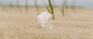 Preview wallpaper feather, sand, macro