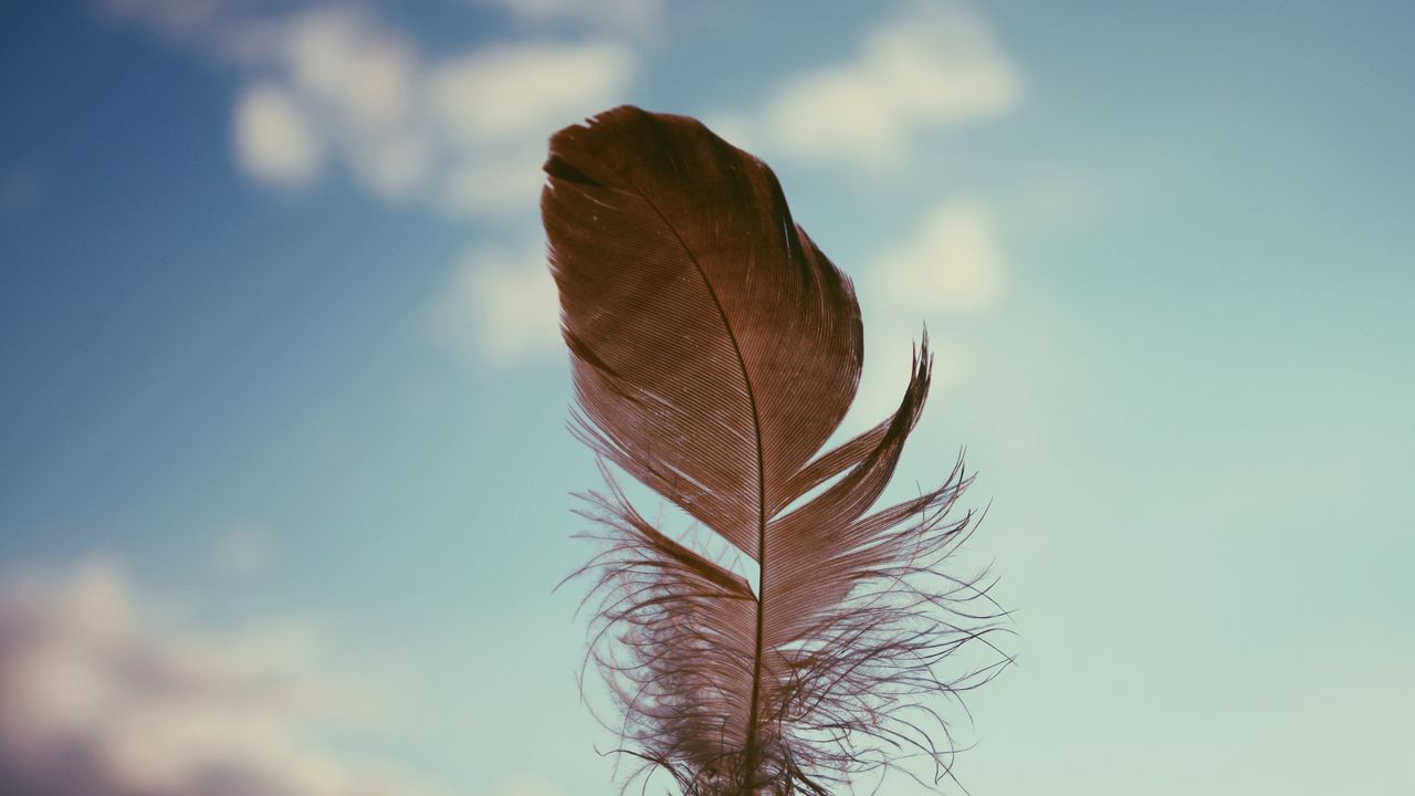 Wallpaper feather, sky, blur
