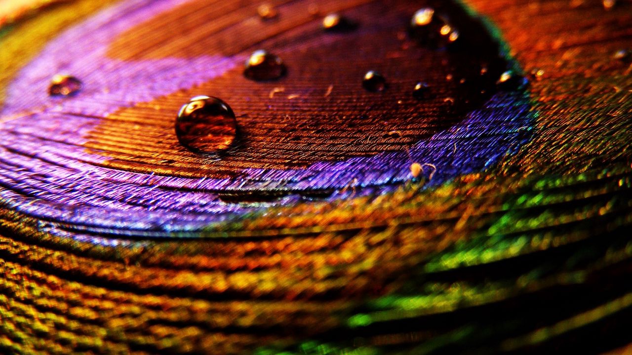 Wallpaper feather, surface, drops, multicolored