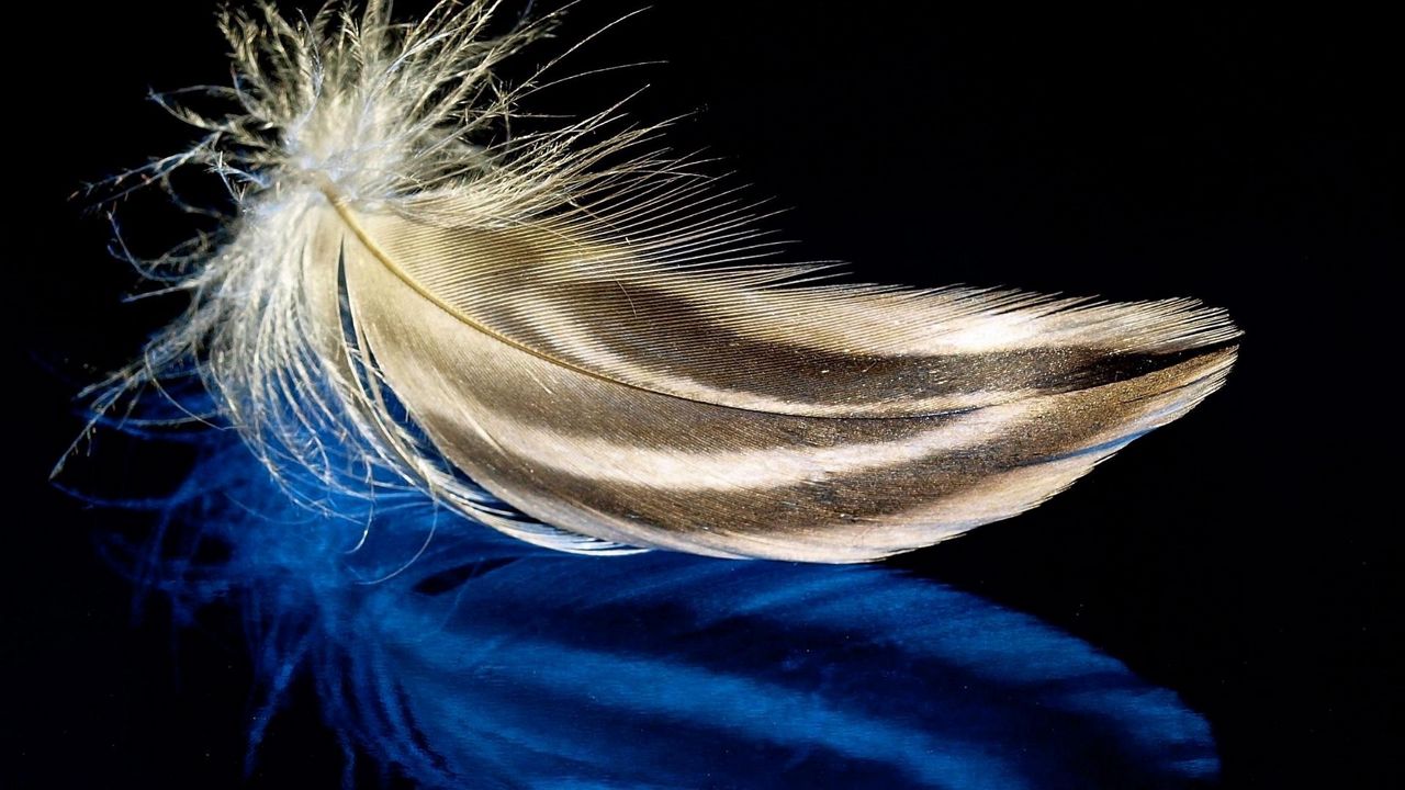 Wallpaper feather, surface, light, background