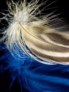 Preview wallpaper feather, surface, light, background