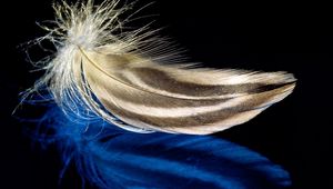 Preview wallpaper feather, surface, light, background