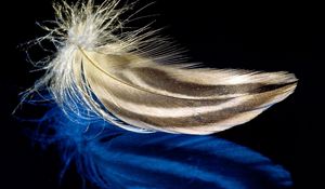 Preview wallpaper feather, surface, light, background