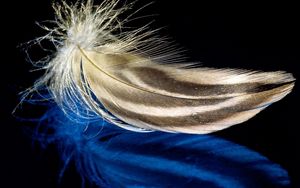 Preview wallpaper feather, surface, light, background