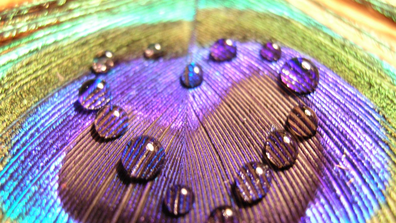 Wallpaper feather, surface, peacock, colorful, drops