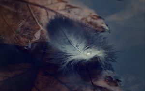 Preview wallpaper feather, water, autumn, lightness