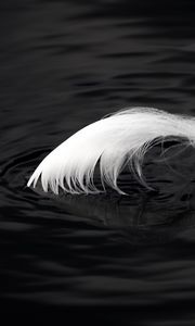 Preview wallpaper feather, water, ripples, macro, black and white