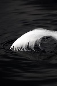 Preview wallpaper feather, water, ripples, macro, black and white