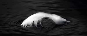 Preview wallpaper feather, water, ripples, macro, black and white