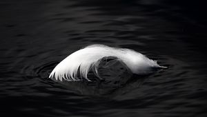 Preview wallpaper feather, water, ripples, macro, black and white