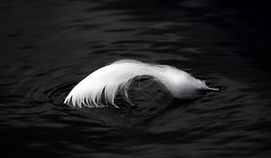 Preview wallpaper feather, water, ripples, macro, black and white