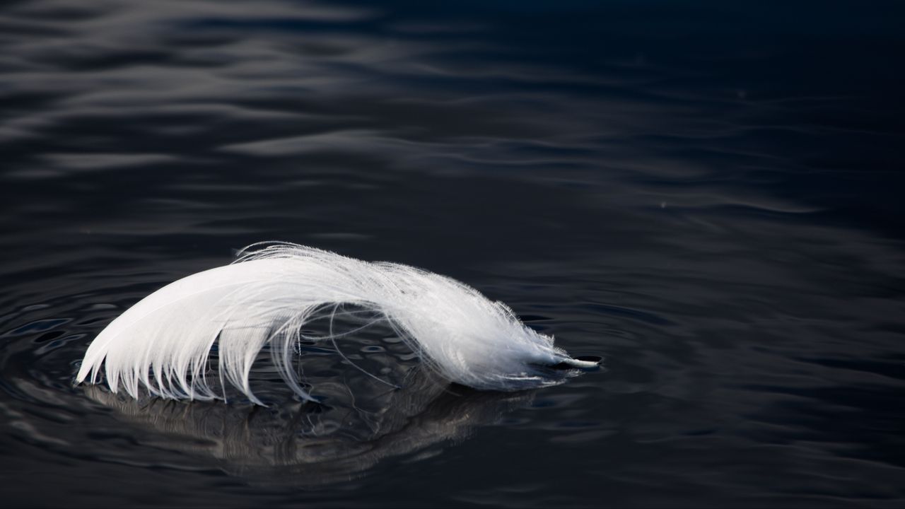 Wallpaper feather, water, ripples, black and white, macro