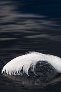 Preview wallpaper feather, water, ripples, black and white, macro