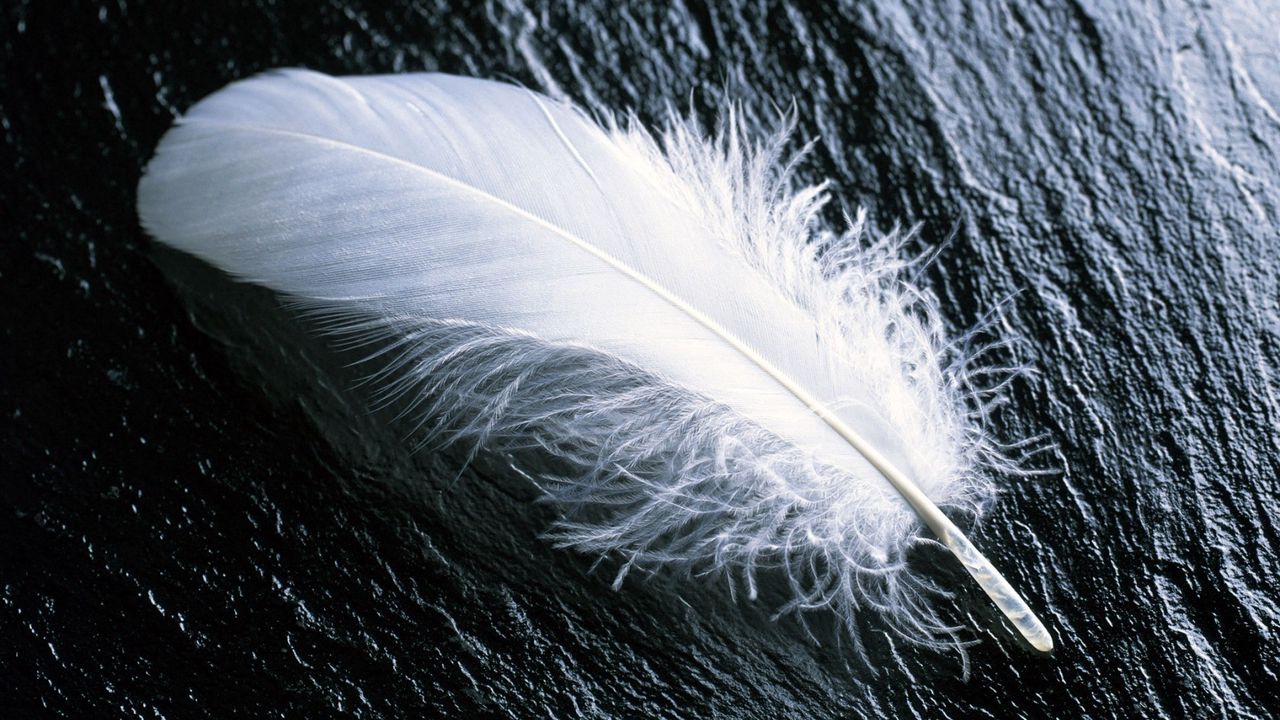 Wallpaper feather, white, feathers, wood