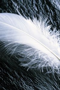 Preview wallpaper feather, white, feathers, wood