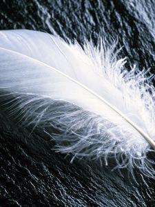 Preview wallpaper feather, white, feathers, wood
